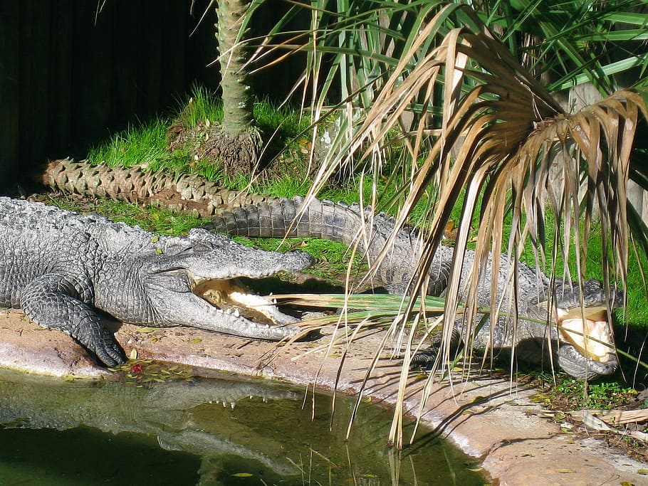 alligators, reptile, danger, water, vertebrate, animals in the wild HD wallpaper