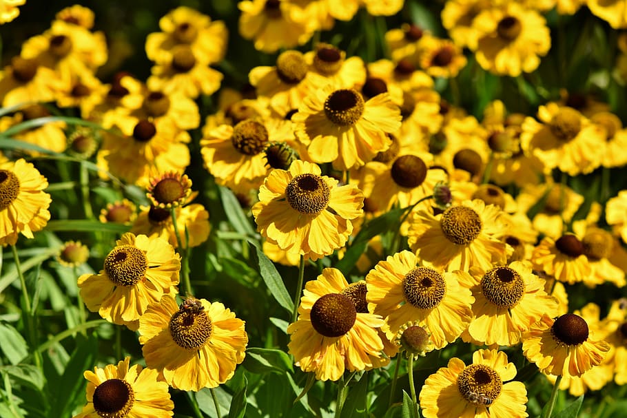 closeup photography of sunflower field, sun hat, blossom, bloom HD wallpaper