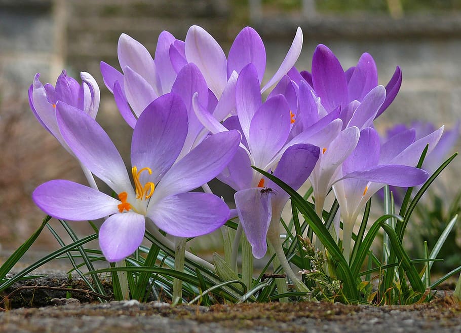 crocus, flower, spring, purple, purple flower, violet, spring flower HD wallpaper