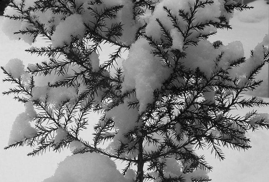 evergreen, tree, snow, winter, christmas, xmas, plant, branch HD wallpaper