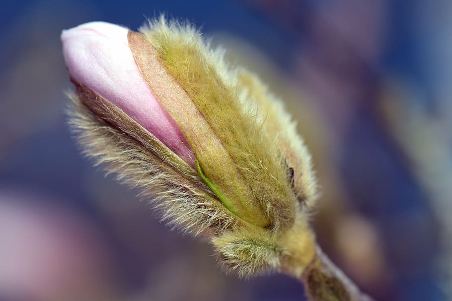 selective focus photography of plant, magnolia, blossom, bloom HD wallpaper