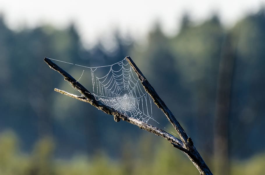 selective focus photography of spider web on tree branch, hookah HD wallpaper