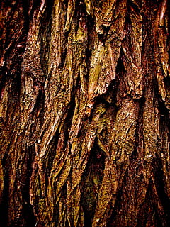 tree, trunk, bark, texture, textured, tree trunk, backgrounds HD wallpaper