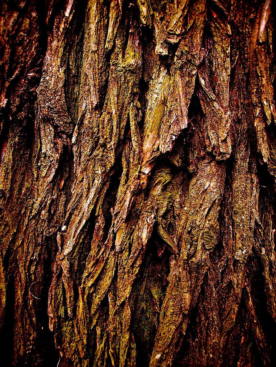 tree, trunk, bark, texture, textured, tree trunk, backgrounds HD wallpaper