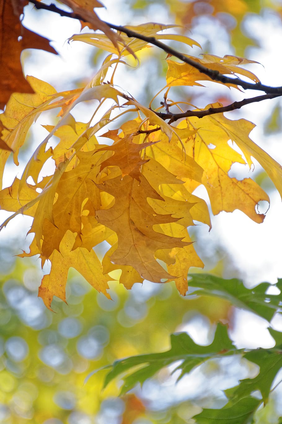 autumn, leaves, leaf, fall foliage, tree, fall color, nature HD wallpaper