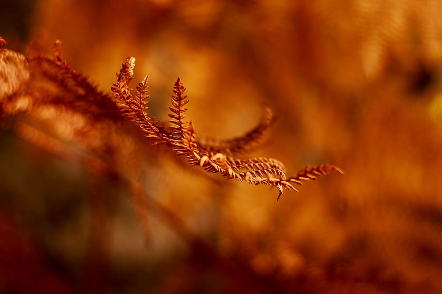 blur, leaf, plant, nature, grass, orange, no people, selective focus HD wallpaper
