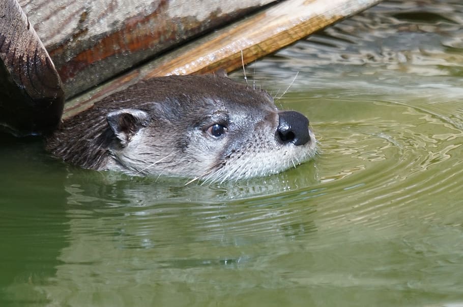 otter, water, head, animal themes, one animal, animal wildlife HD wallpaper