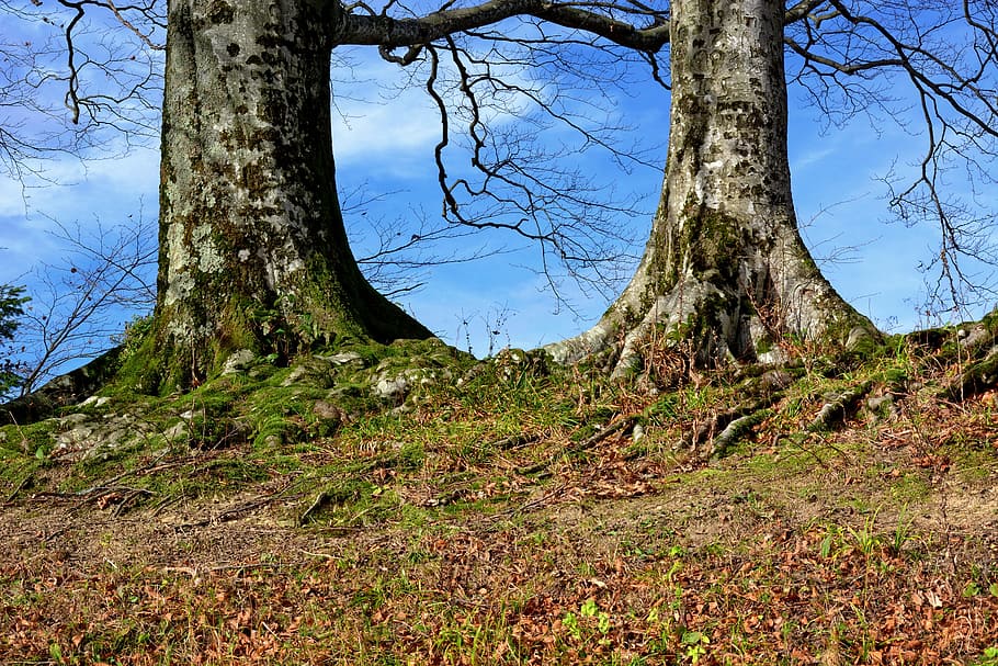 Tree, Root, Nature, Overgrown, Log, beech, tree root, of course HD wallpaper