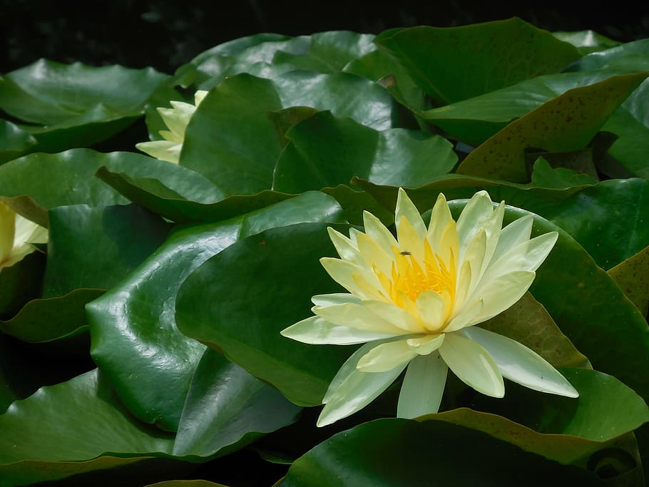 lotus, flower, yellow, flowering plant, leaf, beauty in nature HD wallpaper
