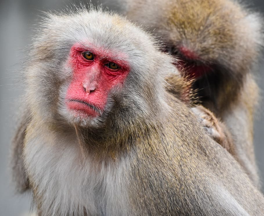 japan monkey, zoo, wilhelma, red face, delouse, animal, animal themes, HD wallpaper