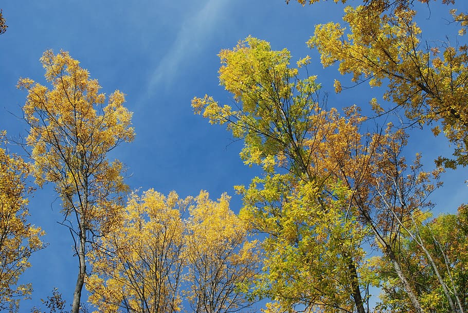 tree, sky, nature, landscape, summer, green, blue, season, leaf HD wallpaper