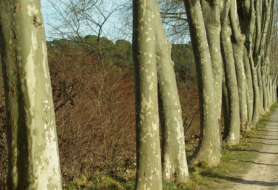 Plane, Trees, Bark, tree trunk, forest, nature, outdoors, day HD wallpaper