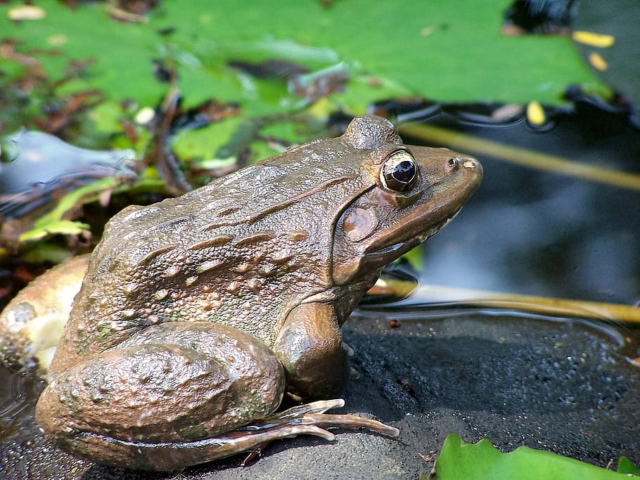 Animal, Frog, Toad, Nature, amphibian, pond, wildlife, close-up HD wallpaper