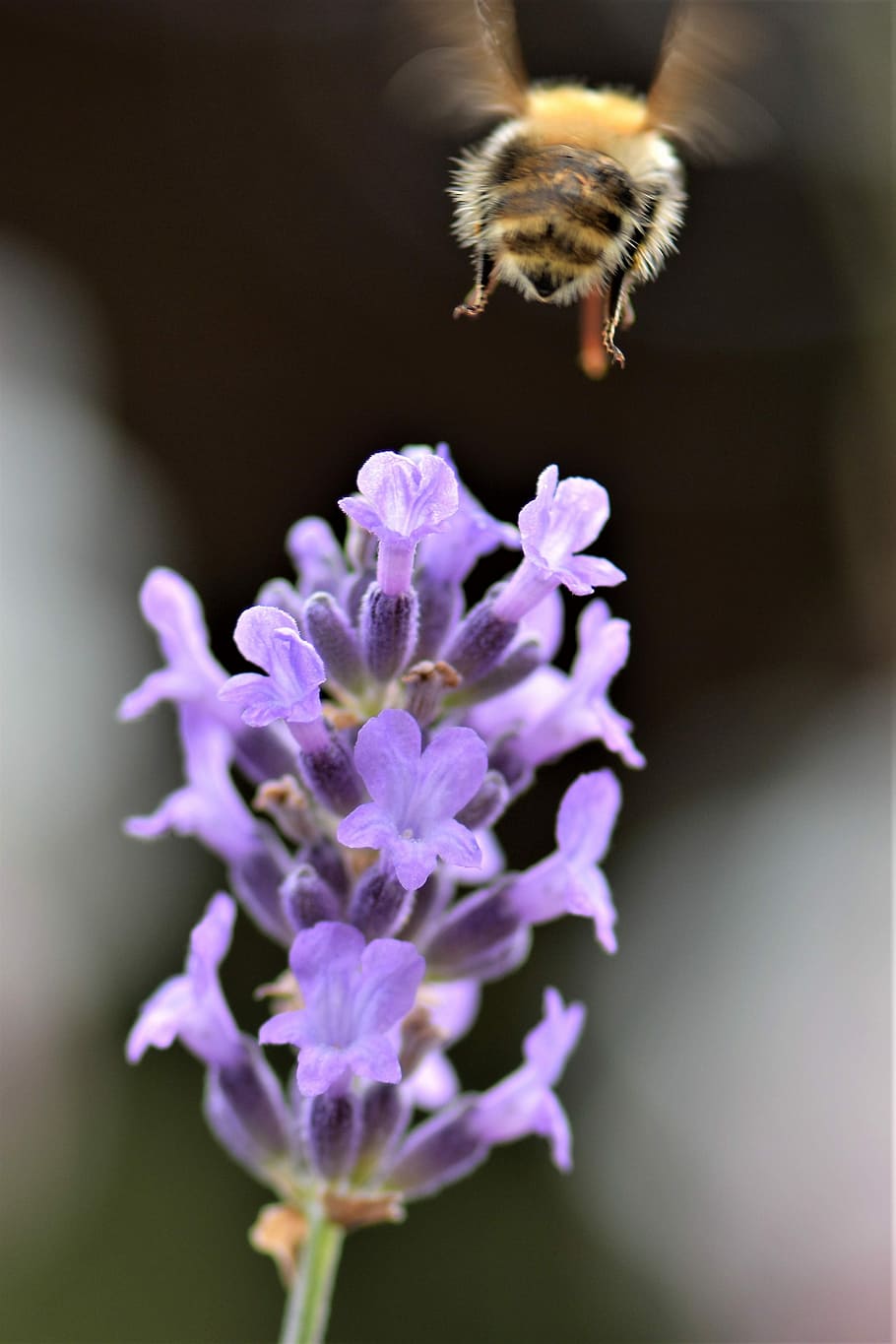 bee, lavender, flower, blossom, bloom, plant, insect, violet HD wallpaper