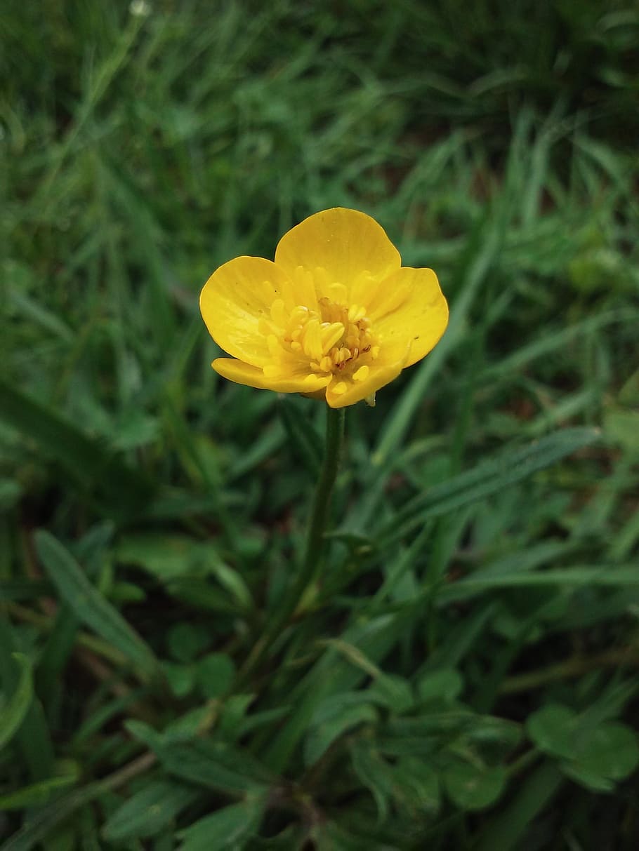 flowers, spring, spring flowers, nature, floral, bloom, plant HD wallpaper