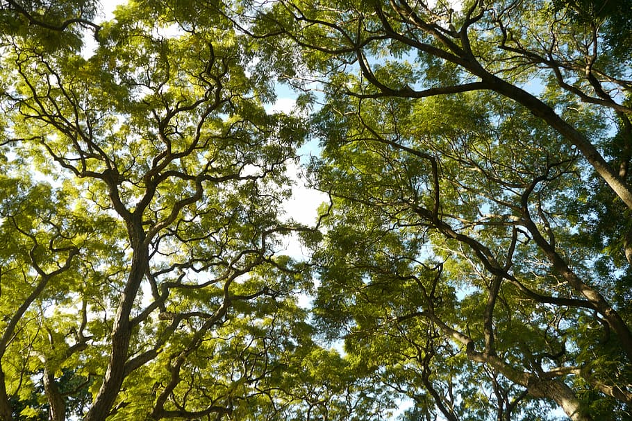 woods, branch, spring, tree, plant, low angle view, growth HD wallpaper