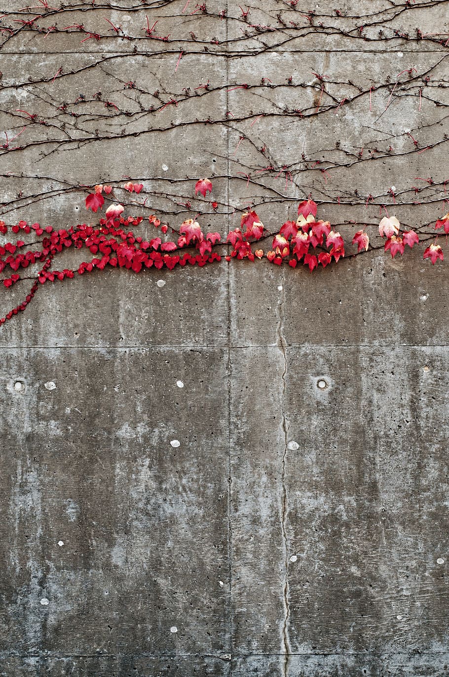 red petal flower plant on concrete wall, autumn, fall, ivy HD wallpaper