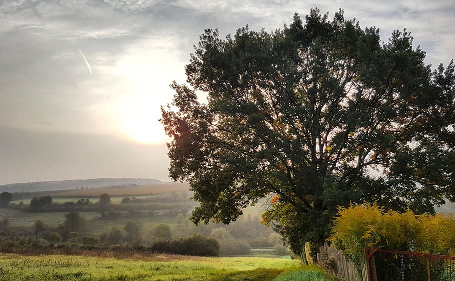 tree, landscape, nature, panorama, grass, sky, wood, sun, summer HD wallpaper