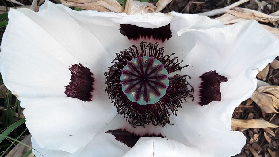 poppy, white, close, flowering plant, close-up, nature, beauty in nature HD wallpaper