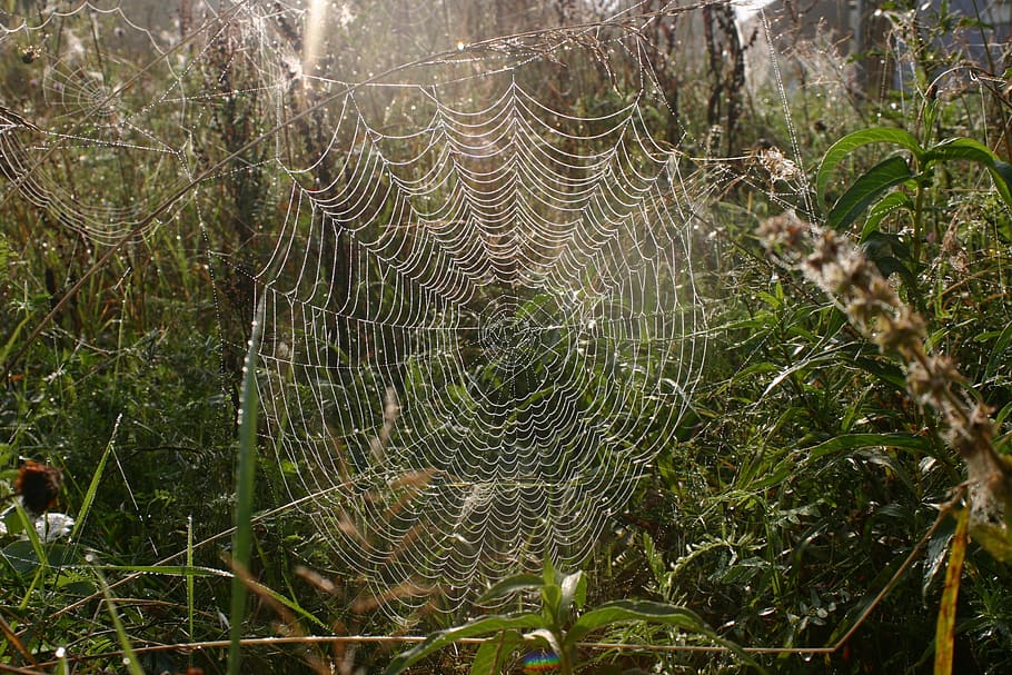 cobweb, dew, nature, autumn, morgentau, cobwebs, cloud ready HD wallpaper