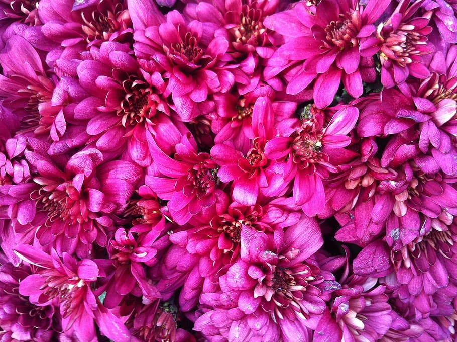 flowers, pink, details, flowering plant, petal, full frame HD wallpaper