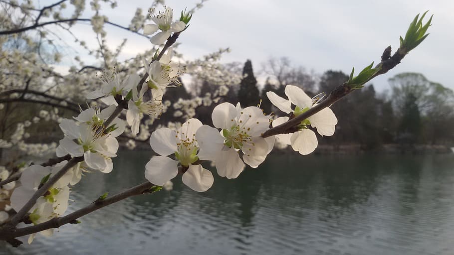 spring, flowers, white, plant, flowering plant, tree, beauty in nature HD wallpaper