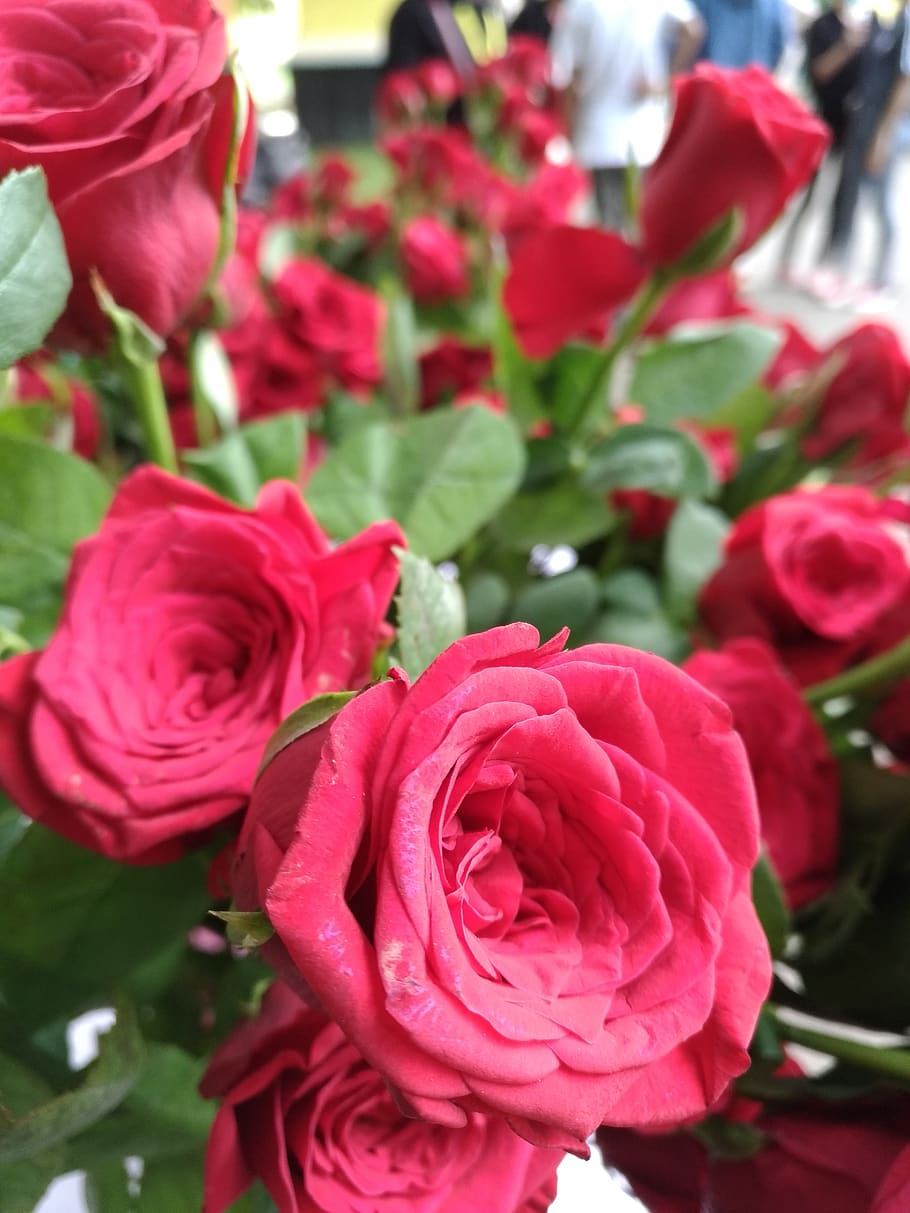 red, rose, blooming, flower, flowering plant, beauty in nature HD wallpaper