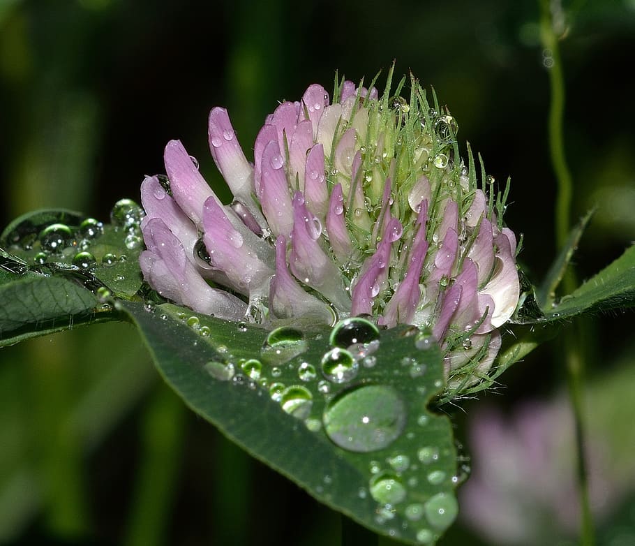 nature, drops, clover, red, plant, water, wet, flower, flowering plant HD wallpaper