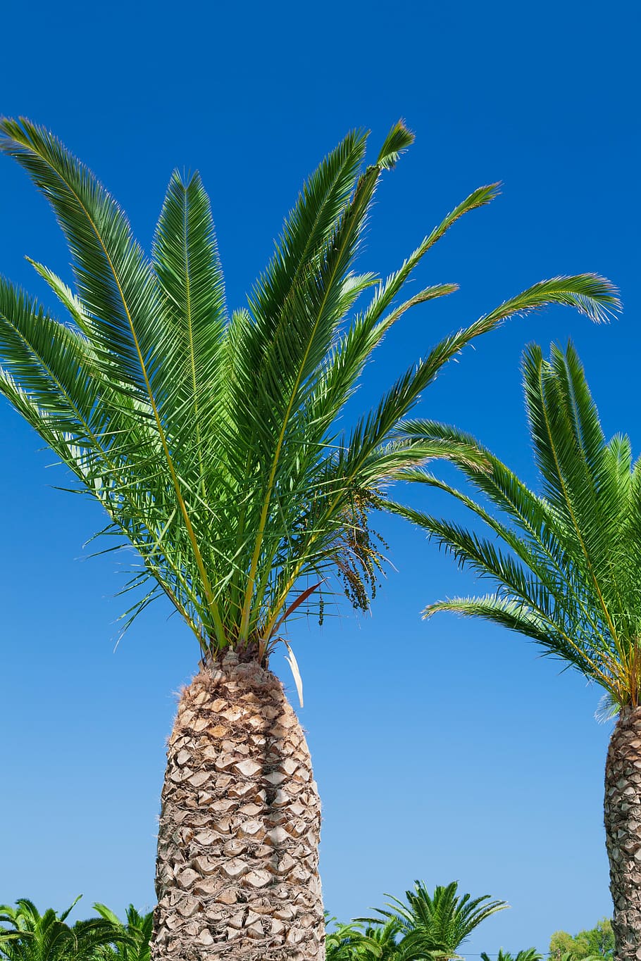 Tropical, Blue, Sky, Tree, Palm, Nature, summer, vacation, green HD wallpaper