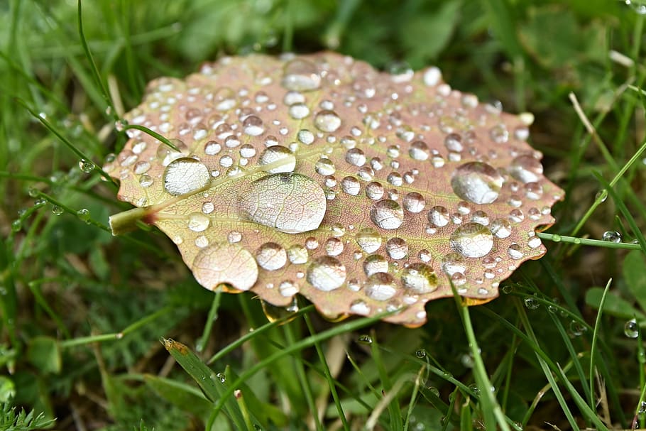 macro, drop, drops, water, sheet, wet, nature, rain, growth HD wallpaper