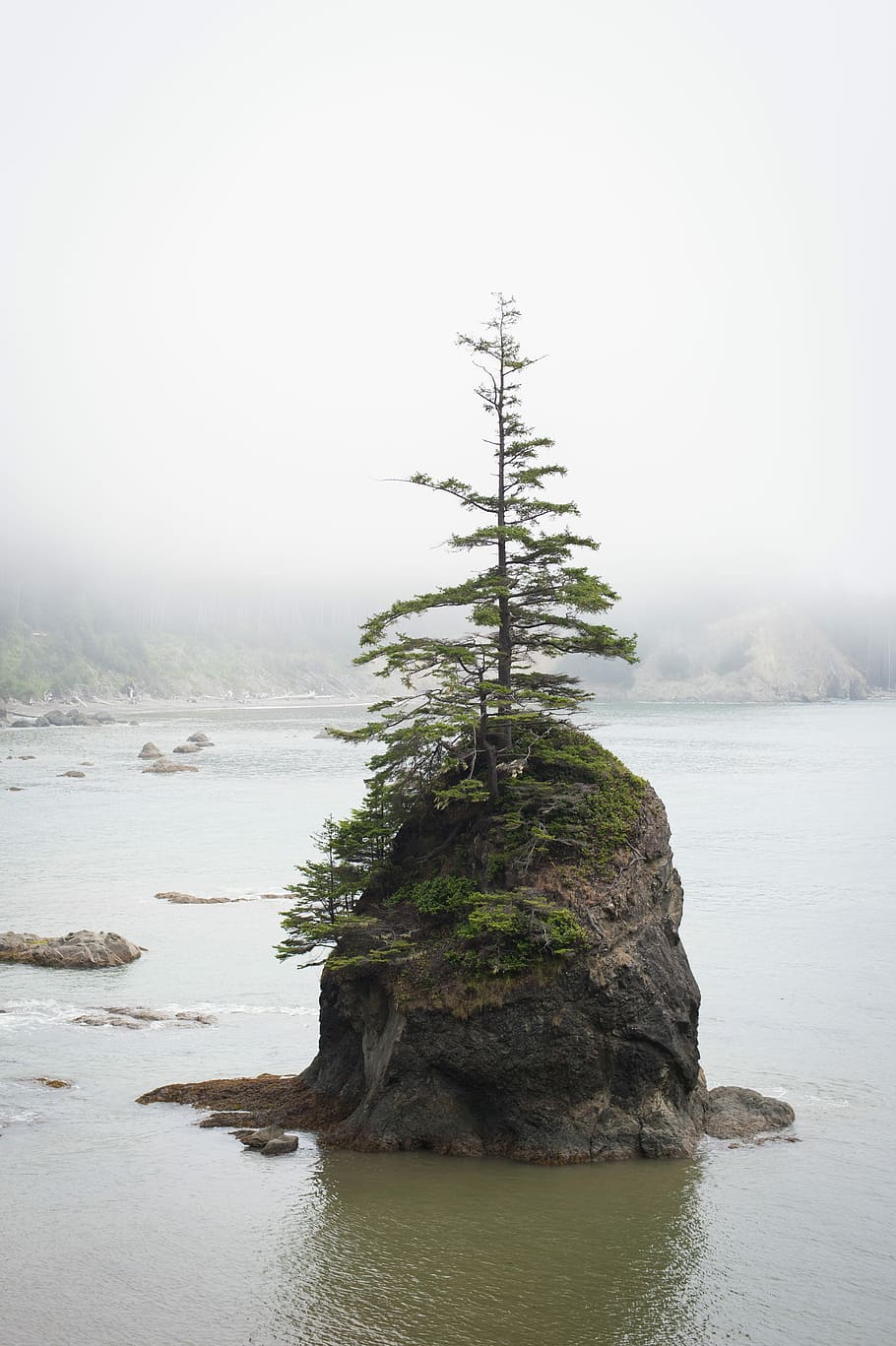 pine tree on top of gray boulder in the middle of body of water, green tree on rock HD wallpaper