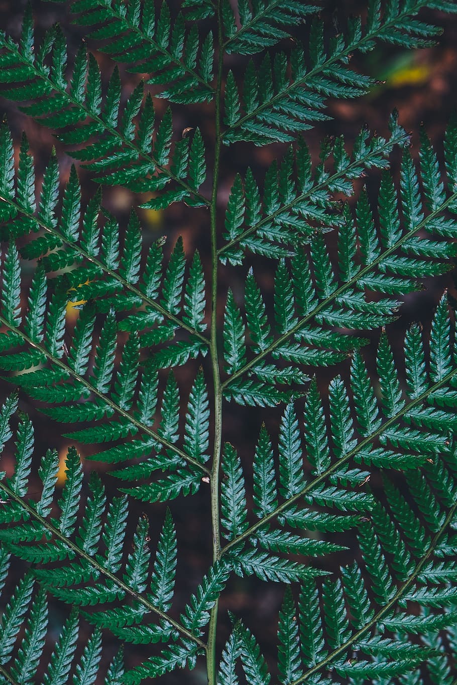 close-up photo of green leafed plant, green fern leaf in closeup photo HD wallpaper