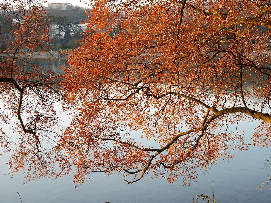 Lyon, Lake, Fall, Reflections, tree, autumn, nature, beauty in nature HD wallpaper
