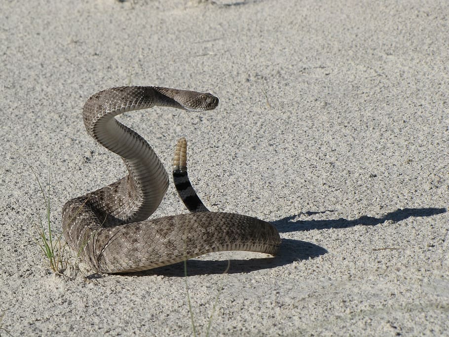 rattle snake on gray surface, western diamondback rattlesnake