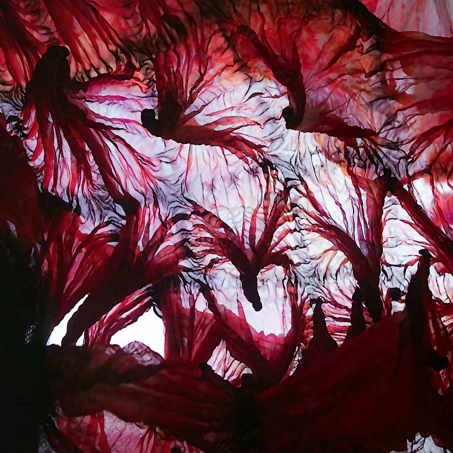 jellyfish, ballet, wind, red, no people, close-up, plant, growth HD wallpaper