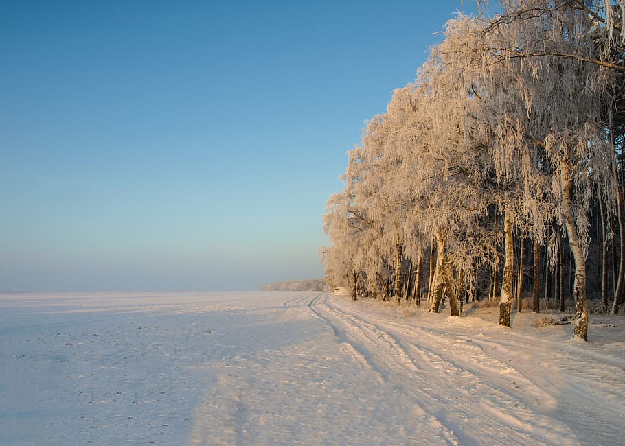 winter, snow, sunrise, wintry, landscape, snowy, winter bushes HD wallpaper