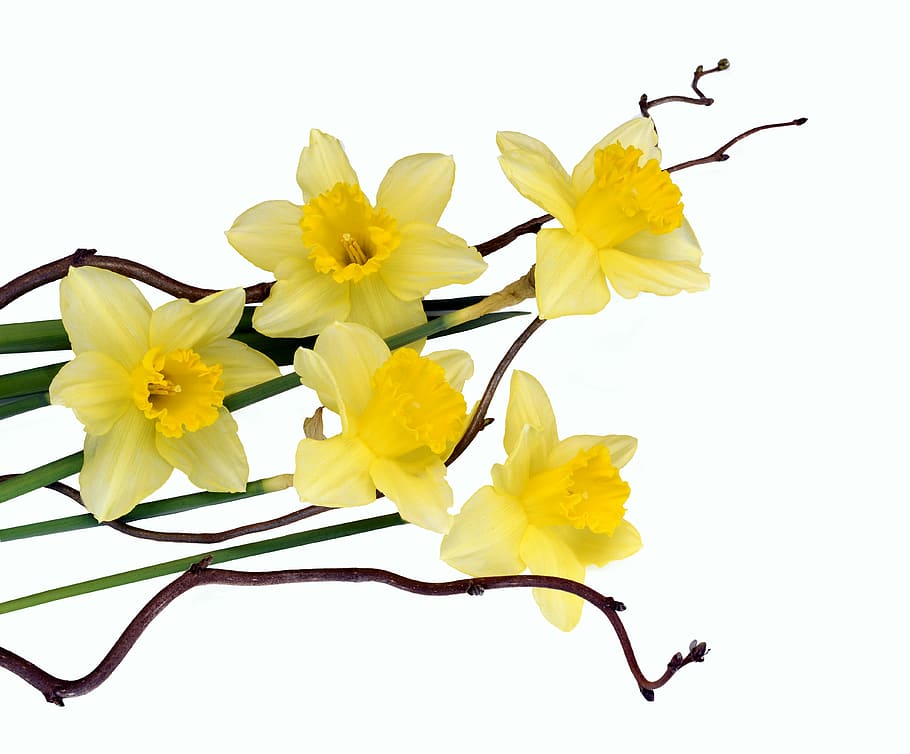 yellow daffodils closeup photo, flowers, spring, plant, spring flowers HD wallpaper