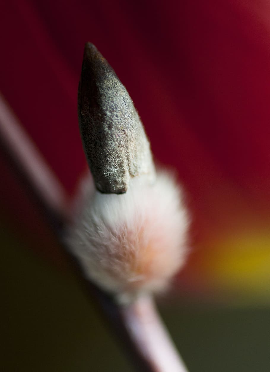 Flower, Macro, nicely, close-up, no people, red, nature, outdoors HD wallpaper