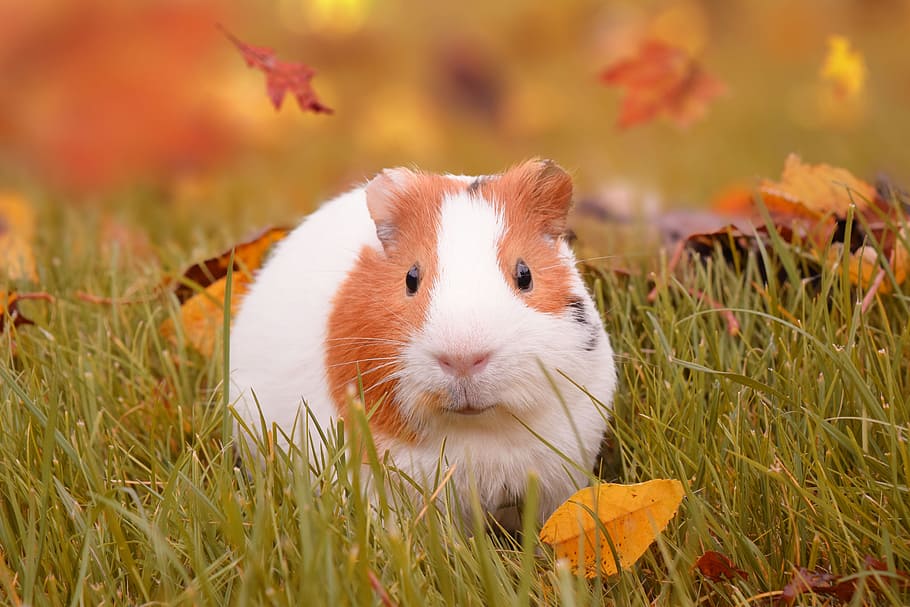hamster on green grass field, autumn, guinea pig, pet, fall, leaves, HD wallpaper