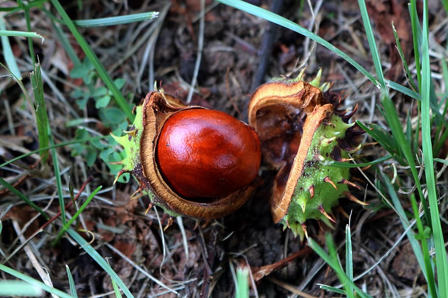 brown, fall, nature, thorny, food, food and drink, healthy eating HD wallpaper
