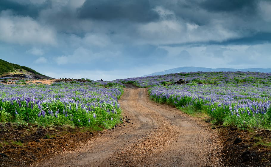 Lúpínur, brown road in between purple petaled flower field at daytime HD wallpaper