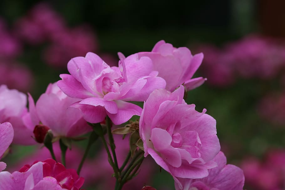 rose, rose festival, seoul, flowers, garden, fresh medium, plants, HD wallpaper