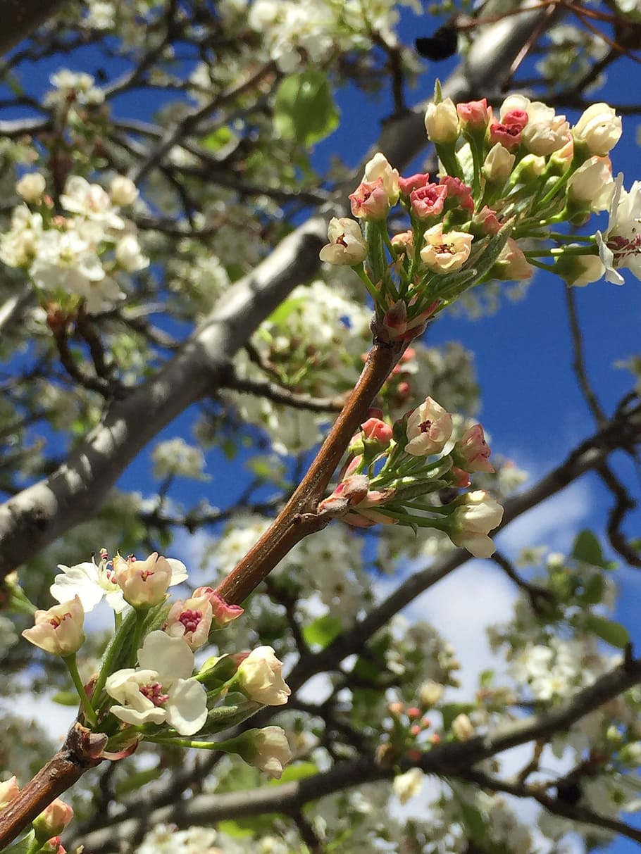 buds, blossoms, flowers, spring, flowering plant, growth, tree HD wallpaper