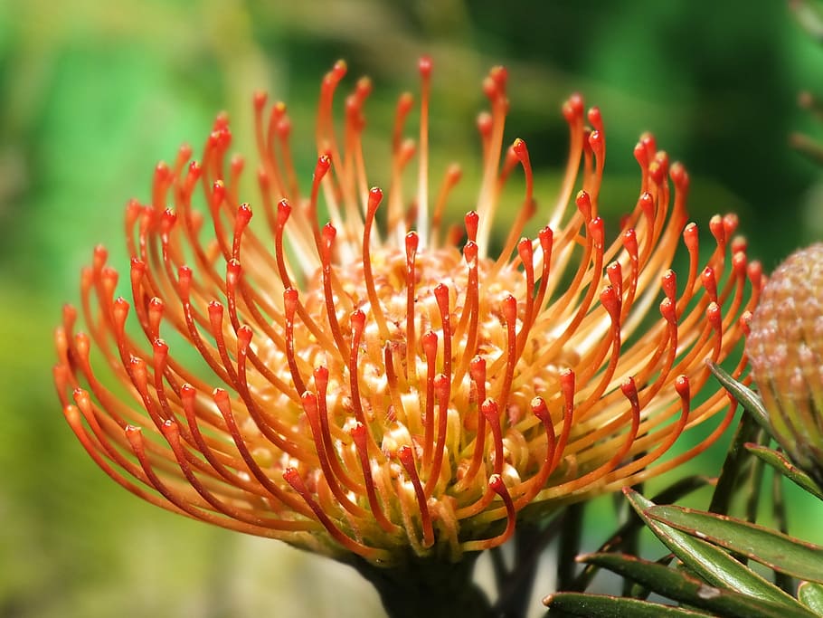 table mountain, cape town, flower, beauty in nature, flowering plant HD wallpaper