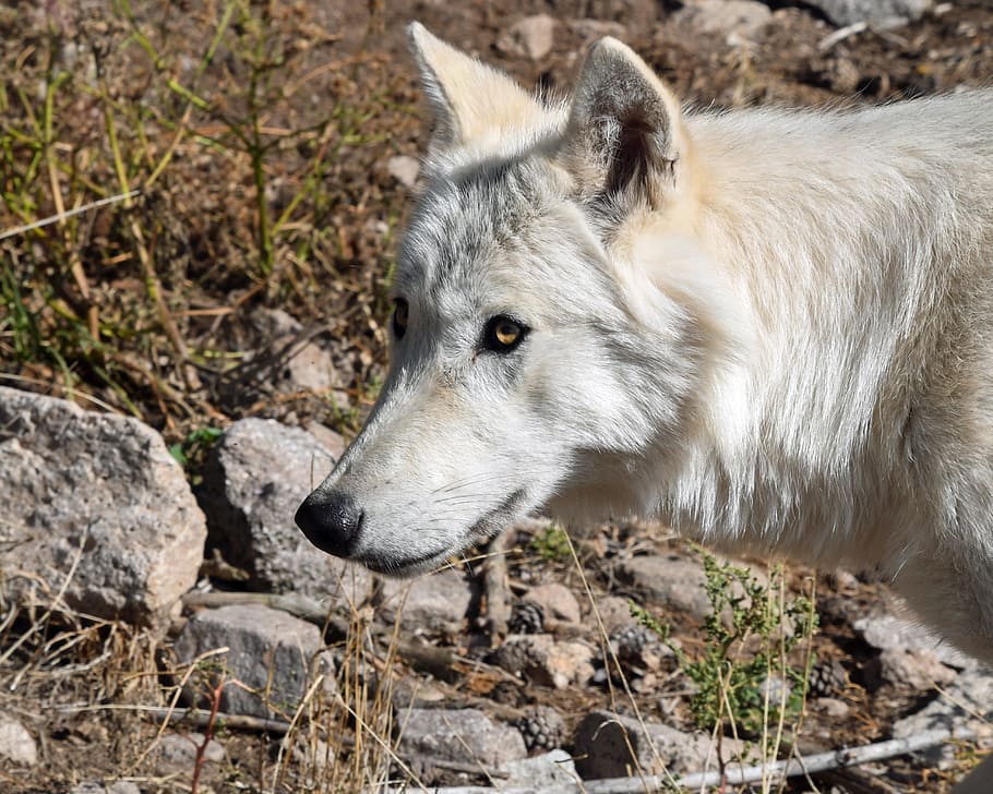 wolf, head, profile, predator, wild animal, one animal, animal themes HD wallpaper