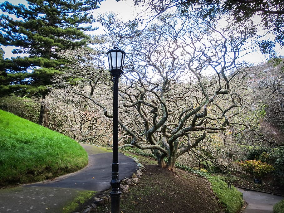 park, garden, lantern, tree, new zealand, wellington, plant HD wallpaper