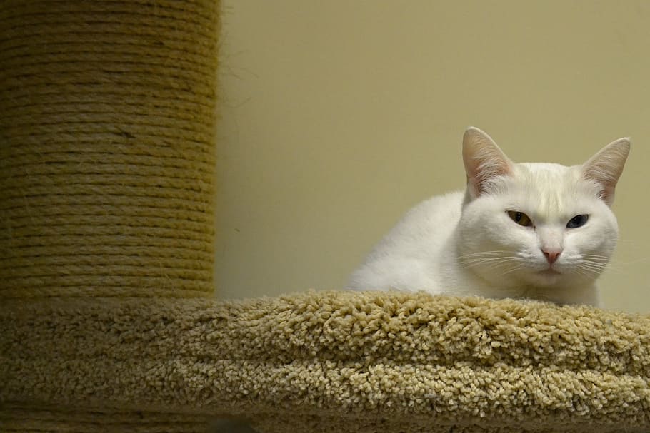 Pets, White Cat, View, views, closeup, domestic Cat, animal HD wallpaper