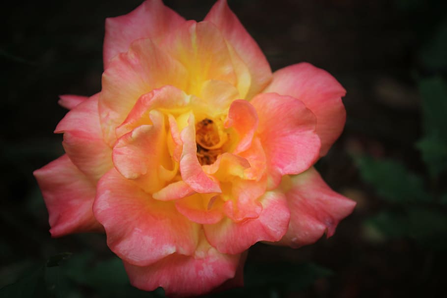 pink, rose, yellow, nature, plant, petal, flower, flower Head HD wallpaper