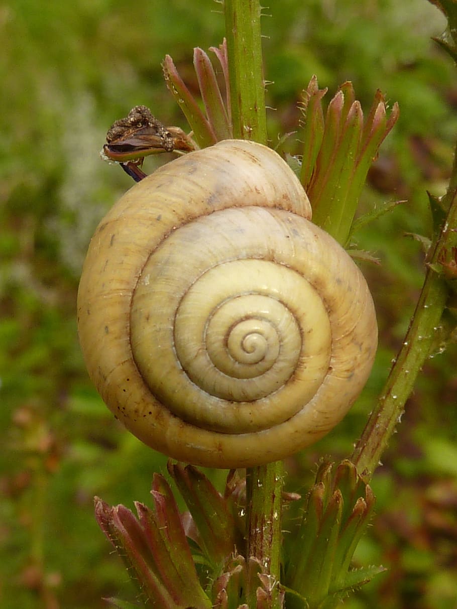 snail, shell, spiral, mollusk, close-up, gastropod, animal wildlife HD wallpaper