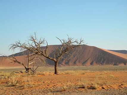 Namibia, Namib, Desert, Tree, Dead, Sand, red, dom, solitary HD wallpaper